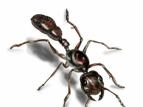 уничтожение муравьев